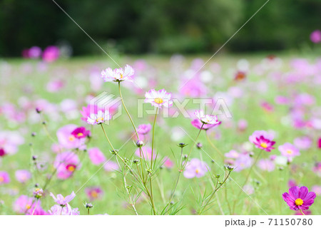 コスモス畑 71150780