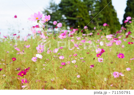 コスモス畑 71150791