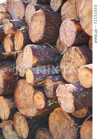 Many logs filling the frame Many logs filling the frame 71151033