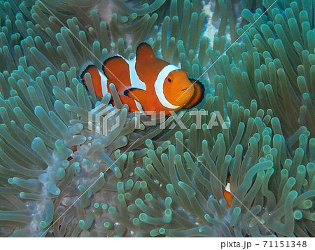 カクレクマノミ 71151348