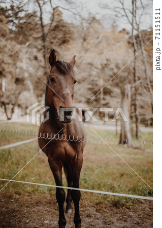 Brown horse waiting on a field 71151511
