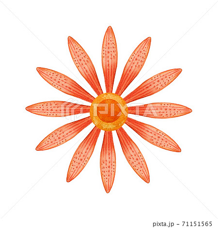 Watercolor orange flower head 71151565