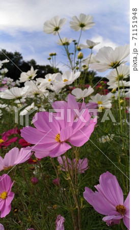 秋の花の代表白色と桃色のコスモスの花 71151948