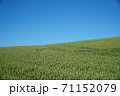 爽快な青空と麦畑の2色の世界 71152079