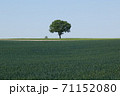 麦畑の中の1本木 71152080