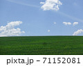 麦畑と青空 71152081