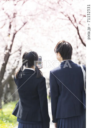 中学生と桜並木 中学生と桜並木 71152531