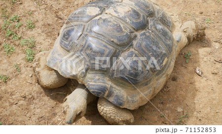 リクガメ 71152853