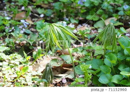 ヤブレガサ 71152960