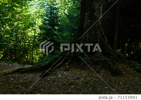 roots of old beech tree growing along a mountain path in the forest roots of old beech tree growing along a mountain path in the forest 71153001