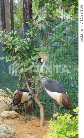 ホオジロカンムリヅル 71153105