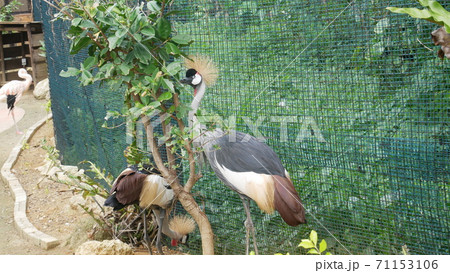 ホオジロカンムリヅル ホオジロカンムリヅル 71153106