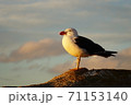 夕陽を見つめる海鳥 71153140