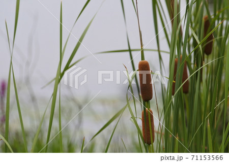 ガマの穂の群生 緑の葉の隙間から茶色の穂が垣間見える ガマの穂の群生 緑の葉の隙間から茶色の穂が垣間見える 71153566