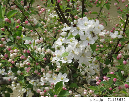 ヒゲナガハナバチ　ひげながはなばち 71153632