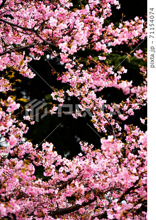 オオカンサクラ 71154074