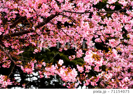 オオカンサクラ オオカンサクラ 71154075