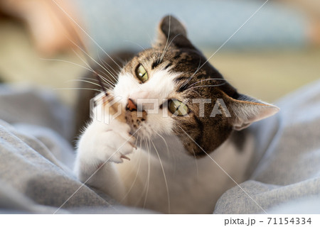 猫じゃらしに噛みつく猫 キジトラ猫 猫じゃらしに噛みつく猫 キジトラ猫 71154334