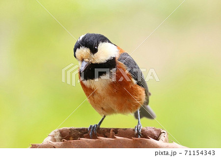 ヤマガラ　野鳥　新緑が出てきた雑木林を背景に 71154343