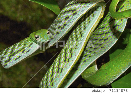 Green Vine Snake, Long-nosed Whip Snake, Sinharaja National Park Rain Forest, Sri Lanka 71154878