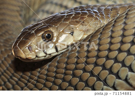 Mozambique Spitting Cobra, Botswana, Africa 71154881