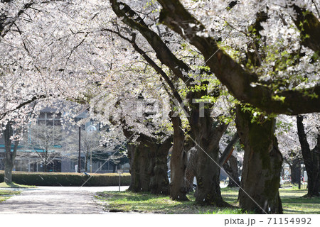 満開のソメイヨシノ、サクラ 71154992