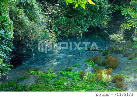 柿田川湧水公園 第一展望台のこんこんと湧き出る湧水を眺めていると心が洗われますの写真素材