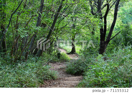 森の景色_登山道 71155312
