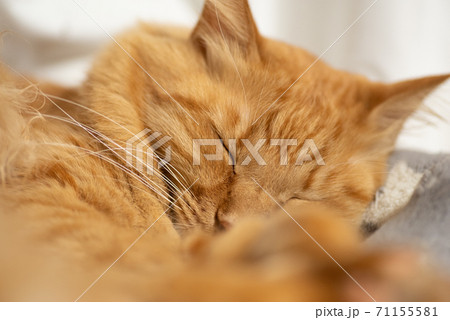 猫の寝顔 茶トラ猫の写真素材