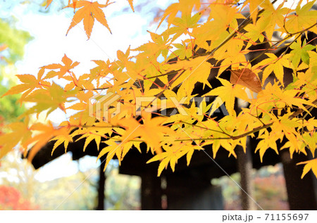 九州の小京都秋月の黒門と紅葉 71155697