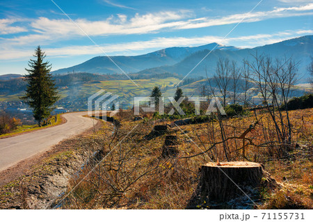 deforestation in the mountains. fresh cut trees along the pass. stump of in hoarfrost. cold autumn morning countryside scenery deforestation in the mountains. fresh cut trees along the pass. stump of in hoarfrost. cold autumn morning countryside scenery 71155731