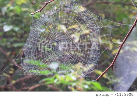 くものす 蜘蛛の巣 クモの巣の写真素材