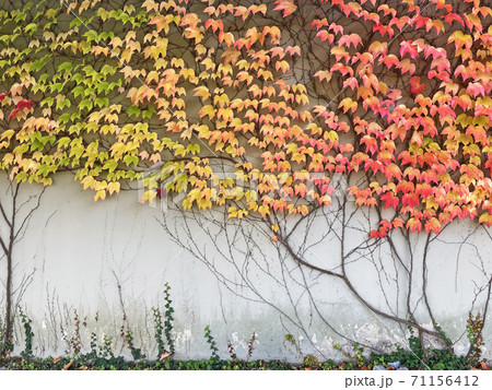 Gray wall covered with Autumn multicolored leaves background Gray wall covered with Autumn multicolored leaves background 71156412