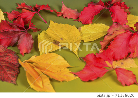Autumn Autumn 71156620
