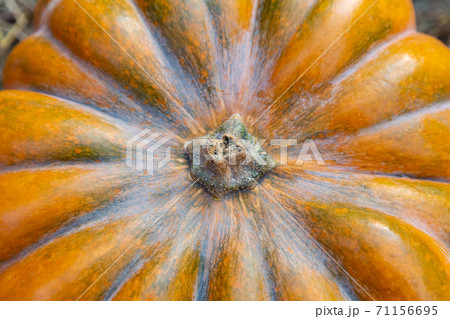 big orange pumpkin harvest background autumn symbol of autumn 71156695