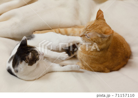 ベッドの上で喧嘩する猫 71157110