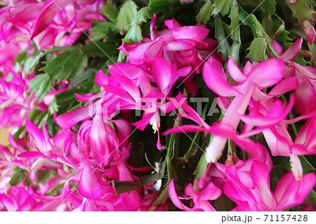 シャコバサボテン ー桃色蝦蛄葉仙人掌ー シャコバサボテン ー桃色蝦蛄葉仙人掌ー 71157428