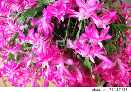 シャコバサボテン ー桃色蝦蛄葉仙人掌ー シャコバサボテン ー桃色蝦蛄葉仙人掌ー 71157433