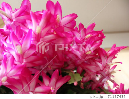 シャコバサボテン ー桃色蝦蛄葉仙人掌ー シャコバサボテン ー桃色蝦蛄葉仙人掌ー 71157435