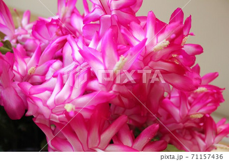 シャコバサボテン　　ー桃色蝦蛄葉仙人掌ー 71157436