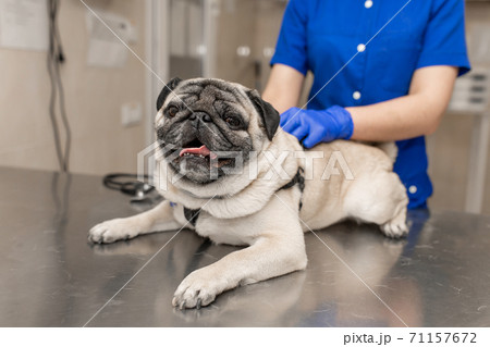 Young professional female veterinarian doctor hold pug dog before exam in veterinary clinic Young professional female veterinarian doctor hold pug dog before exam in veterinary clinic 71157672