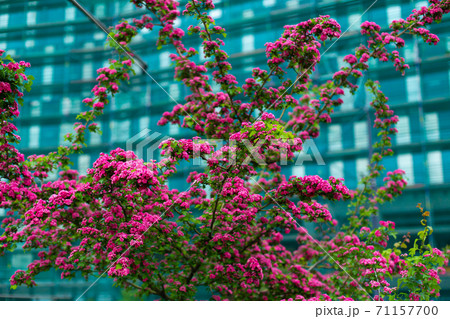 Blooming hawthorn trees in the city in summer Blooming hawthorn trees in the city in summer 71157700