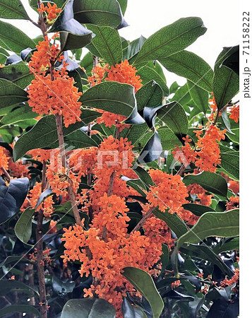 キンモクセイ　　　*・・・flagrant orange-colored olive・・・* 71158222