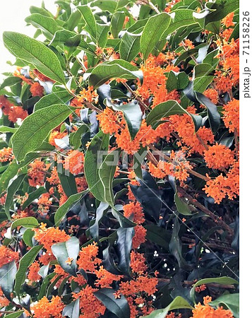キンモクセイ　　　*・・・flagrant orange-colored olive・・・* 71158226
