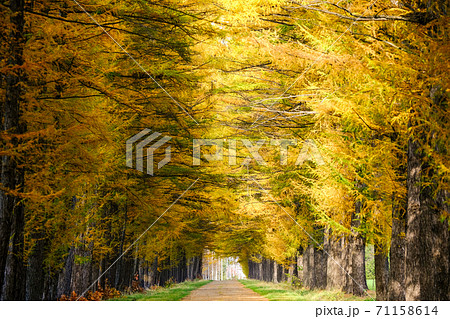 カラマツの カラマツの 71158614