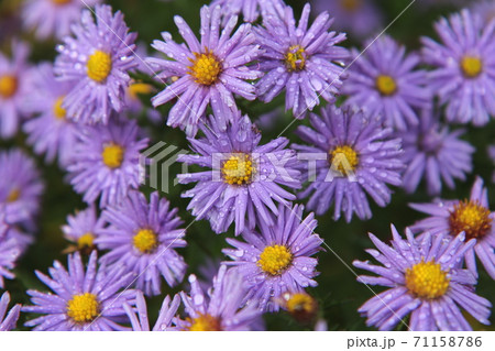 雨に濡れた花　宿根アスター　ドゥモサス　ウッズブルー 71158786