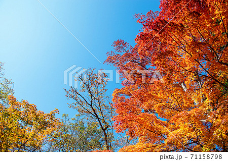 山中湖の紅葉|湖畔で燃えるような赤に色付く紅葉が織りなす風景 山中湖の紅葉|湖畔で燃えるような赤に色付く紅葉が織りなす風景 71158798
