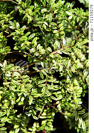 明るいカラーリーフが綺麗なロニセラレモンビューティー 71159279