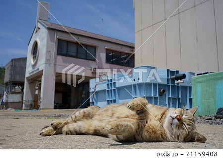小呂島の猫 小呂島の猫 71159408