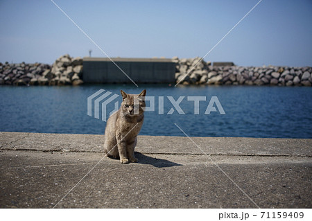 小呂島の猫 71159409